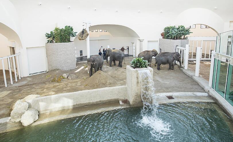 Das neue Tauchbecken: Über 200.000 Liter Wasser laden zum Baden ein.