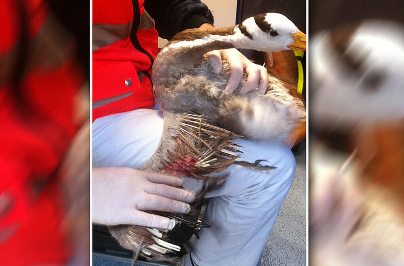 Die Gans auf dem Schoß eines Mitarbeiters der Tierrettung: Die Bisswunde am Flügel ist deutlich erkennbar.