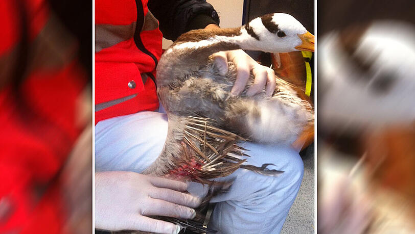 Die Gans auf dem Schoß eines Mitarbeiters der Tierrettung: Die Bisswunde am Flügel ist deutlich erkennbar. Die Gans auf dem Schoß eines Mitarbeiters der Tierrettung: Die Bisswunde am Flügel ist deutlich erkennbar.