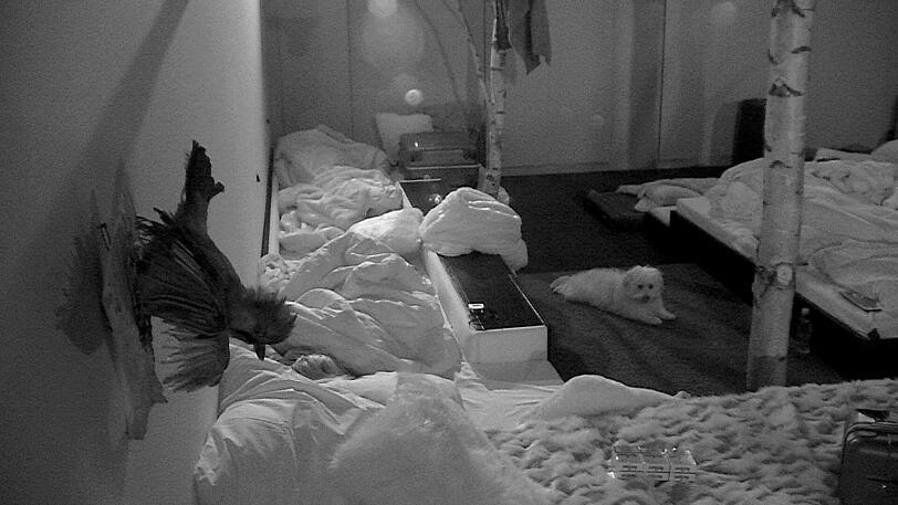 Promi Big Brother auf Sat1: Die Bilder von Tag 1. Jenny Elvers geht auf Tuchfühlung, Hasselhoff pennt.