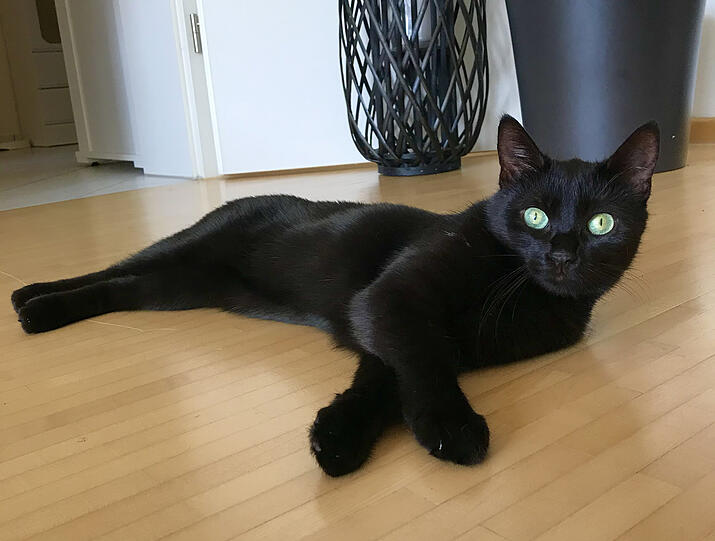 Lilly