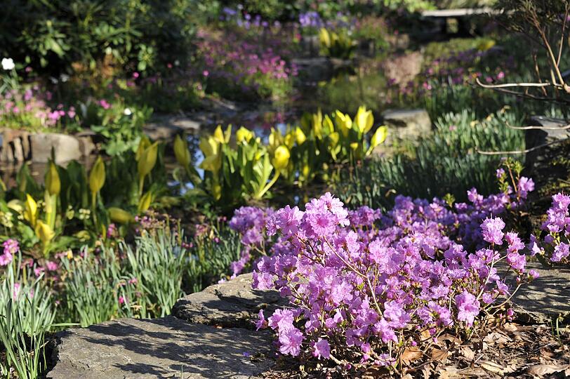 Blütenprach mit Rhododendron am Bachlauf. Im Botanischen Garten gibt es einen Rhododendronhain.