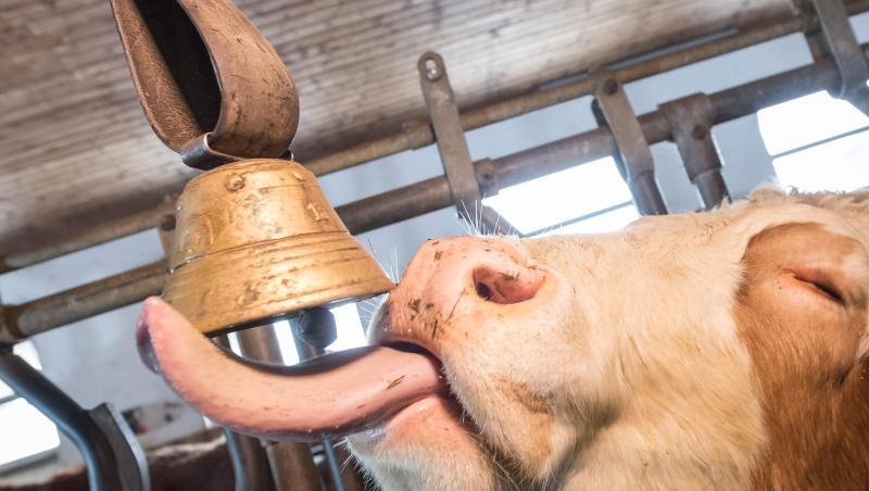 Eine Milchkuh leckt an einer Kuhglocke. Foto: Peter Kneffel/Archivbild Eine Milchkuh leckt an einer Kuhglocke. Foto: Peter Kneffel/Archivbild