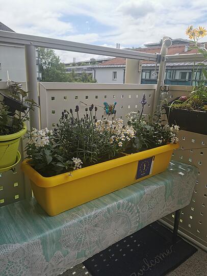 "Hier die Bilder vom neuen Standort des Blumenkastens auf unserem Balkon. Passt super und ich bin immer noch happy über den Gewinn. Viele Grüße aus Berg am Laim und schöne Pfingsten!"