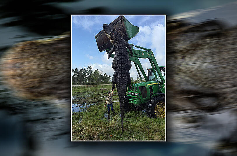 Was für ein Kaventsmann. Das Krokodil ist fast fünf Meter lang und 400 Kilo schwer.
