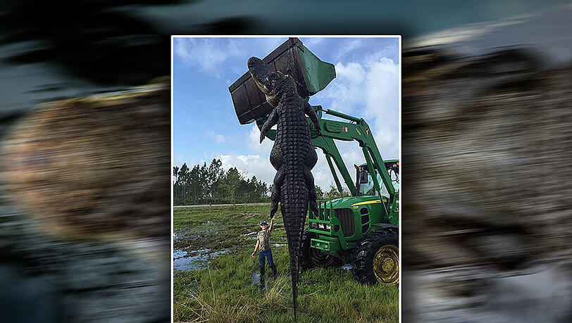 Was für ein Kaventsmann. Das Krokodil ist fast fünf Meter lang und 400 Kilo schwer. Was für ein Kaventsmann. Das Krokodil ist fast fünf Meter lang und 400 Kilo schwer.