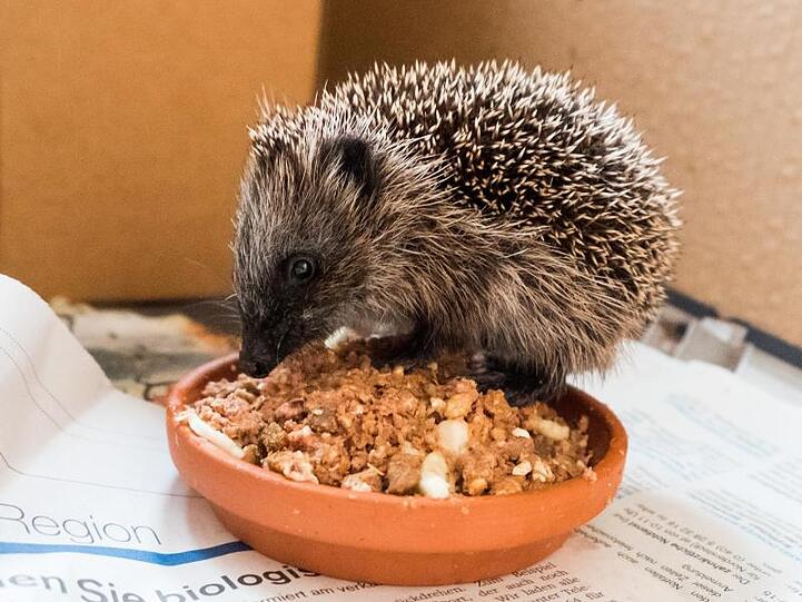 Ein kleiner Igel frisst im Wohnzimmer von Ingeborg Bauermeister.
