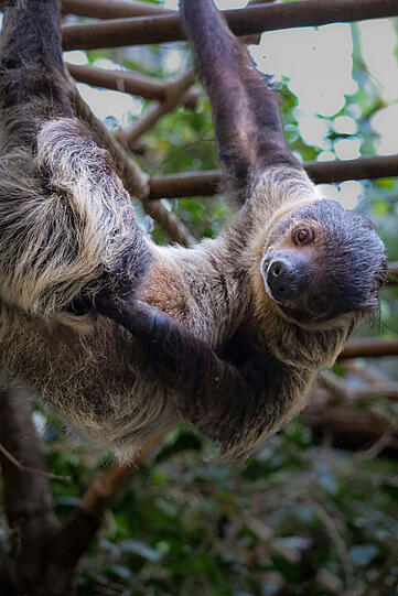 In Hellabrunn gibt es seit ein paar Tagen Faultier-Nachwuchs.