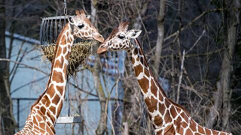 Giraffen in Hellabrunn.