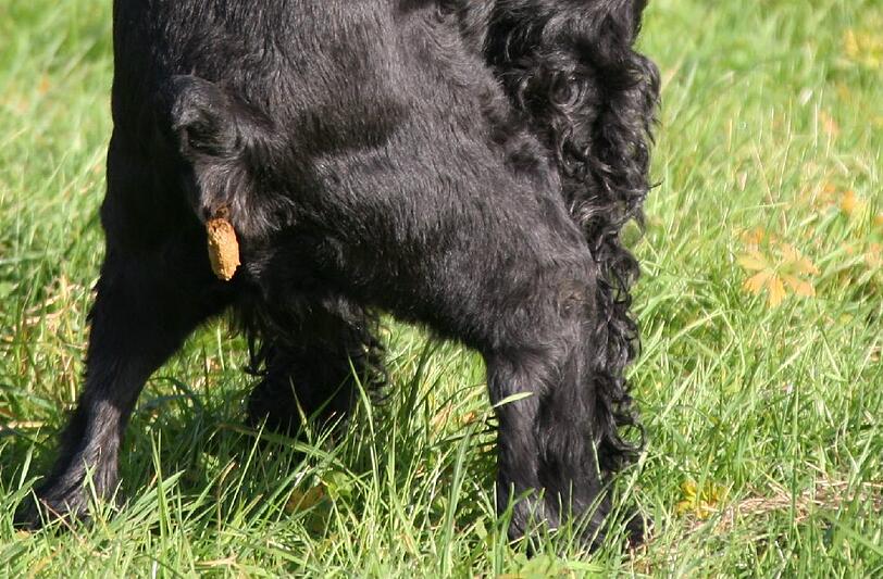 Der Hund muss sich erleichtern. Der Halter muss dafür sorgen, dass er es nicht im Gemeinschaftsgarten tut. (Symbolbild)