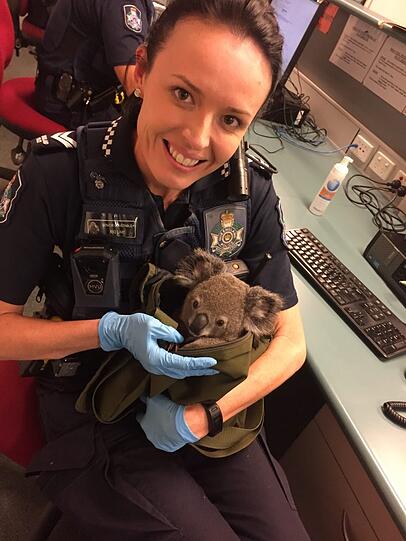 Bei einer Taschenkontrolle in Brisbaine trauten die Polizisten ihren Augen kaum: Eine Australierin versteckte in ihrem Rucksack tatsächlich einen Koala!