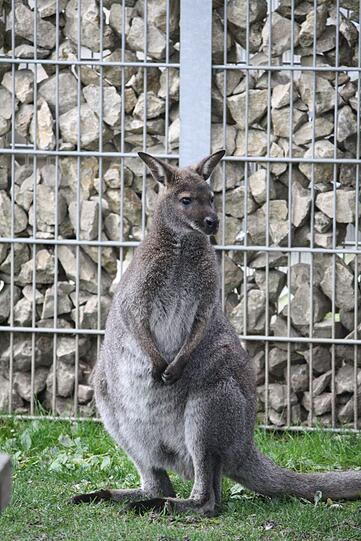 Wurde im Internet zum Kauf angeboten: Tierheim-Känguru "Jack".