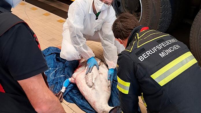 Versorgung des verletzten Schwans: Die Fahrzeughalle der Feuerwache 3 wurde zum Operationssaal.