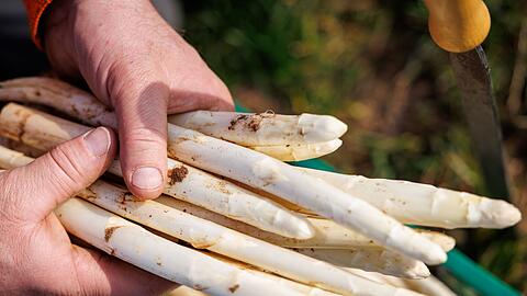 Die ersten bayerischen Spargelh&ouml;fe haben mit der Ernte begonnen.