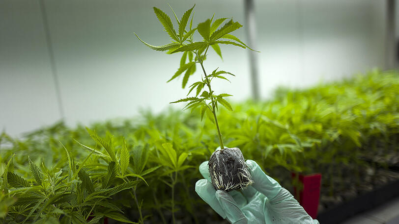 Cannabis ist die gängigste illegale Droge. Künftig wird es zu medizinischen Zwecken offiziell angebaut.