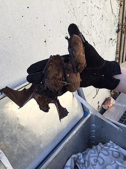 In Kisten wurden die kleinen Säugetiere zu Fledermaus-Fachleuten gebracht.