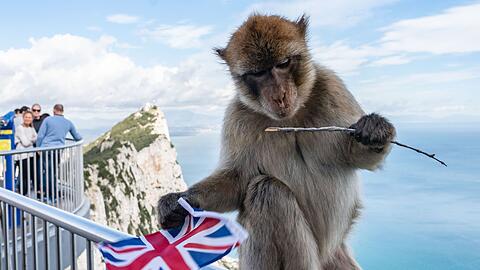 Der Felsen von Gibraltar ist f&uuml;r seine Affen bekannt. (Archivfoto)