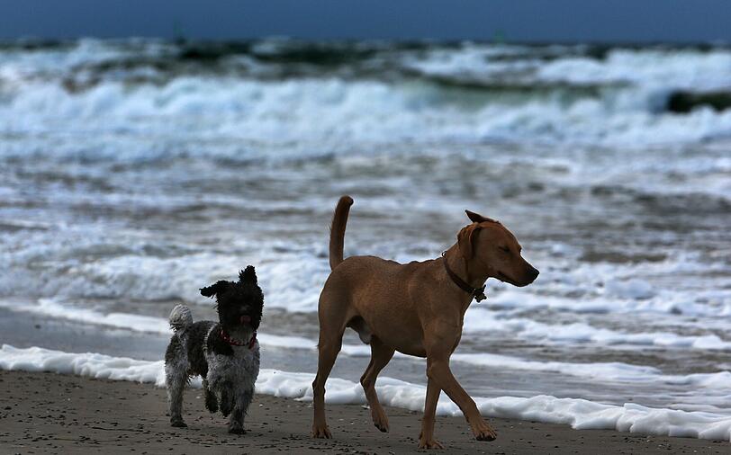 Diese beiden Hunde scheinen vom Sturm noch eher unbeeindruckt.