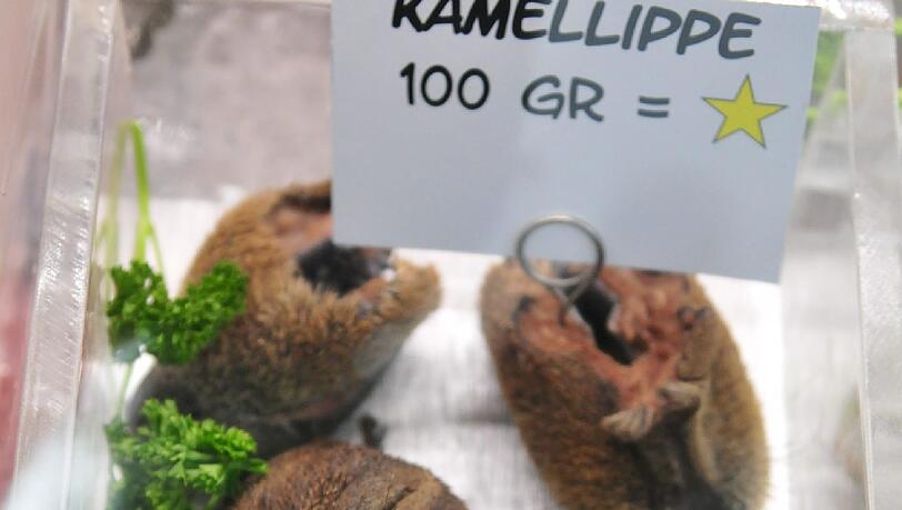 Kamellippe Kamellippe