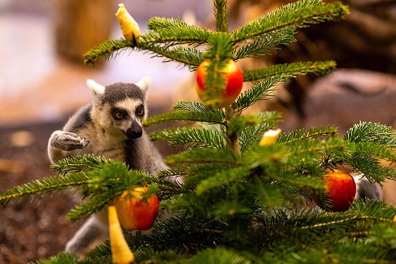 Über die Weihnachtsbaum-Geschenke im Tierpark Hellabrunn freute sich am Montag nicht nur dieser Katta.