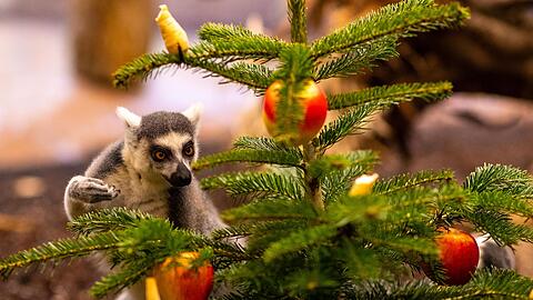Über die Weihnachtsbaum-Geschenke im Tierpark Hellabrunn freute sich am Montag nicht nur dieser Katta.