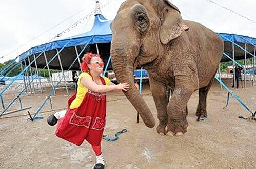Elefanten-Dame Karla vergnügt sich mit Clownese Sandy Ernesto.