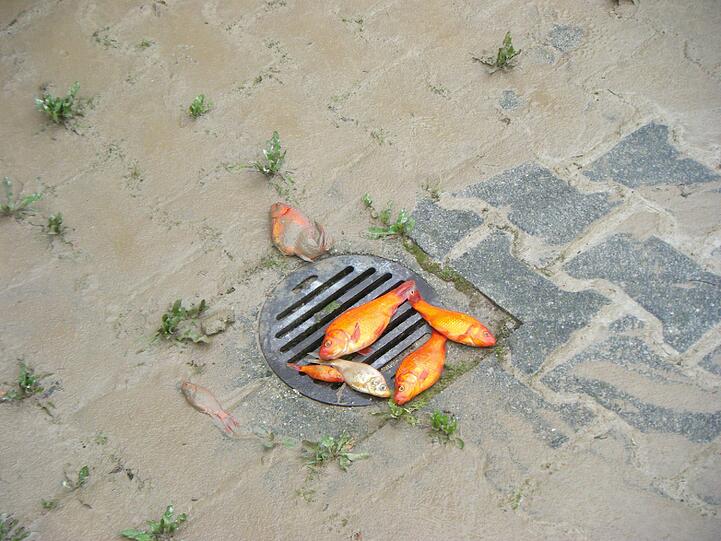 Während der Flut schwammen die Goldfische aus dem Tierheim-Teich. Als das Wasser zurückging, lagen sie plötzlich auf dem Trockenen.