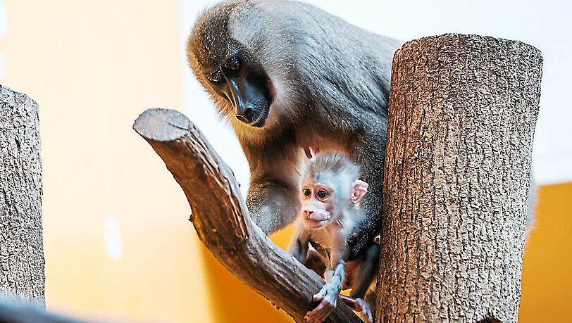 Der Münchner Tierpark Hellabrunn züchtet erfolgreich Drille, eine sehr seltene afrikanische Primatenart. Der Münchner Tierpark Hellabrunn züchtet erfolgreich Drille, eine sehr seltene afrikanische Primatenart.