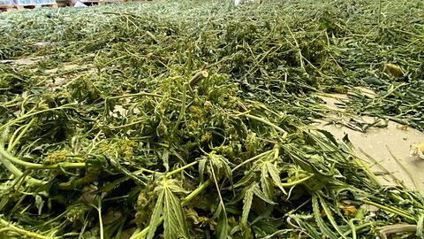 In einem Gewerbegebiet entsorgte Cannabis-Pflanzen. Die Legalisierung wird in Deutschland wohl noch auf sich warten lassen.