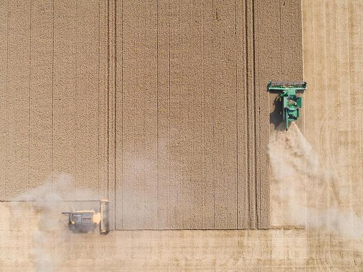 Landwirte ernten mit Mähdreschern ein Weizenfeld in Algermissen.