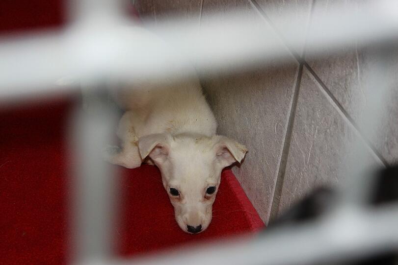 Auch diesem Hund geht es offenbar sehr schlecht.