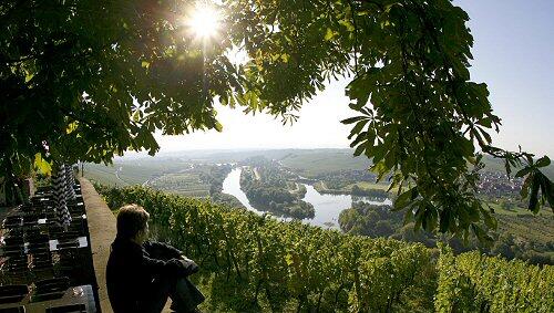 Sonne über den Weinbergen