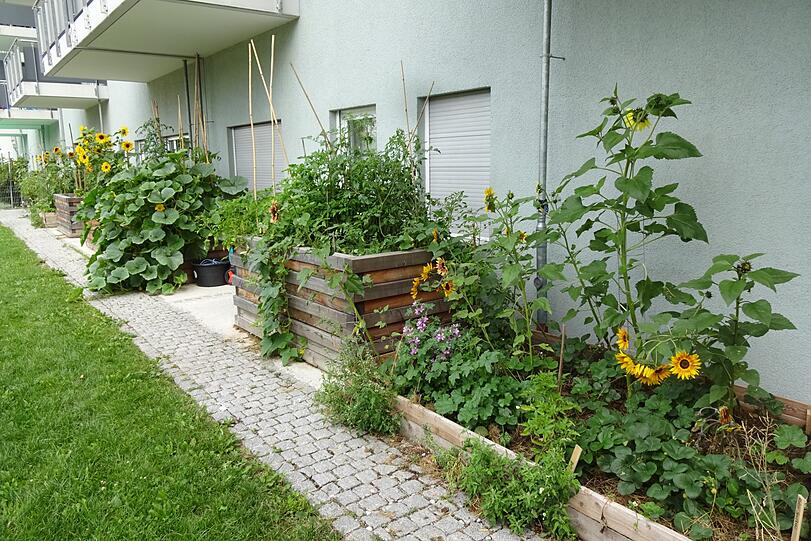 Engagierte Bewohner kümmern sich um das Pflanzprojekt mit den Hochbeeten.
