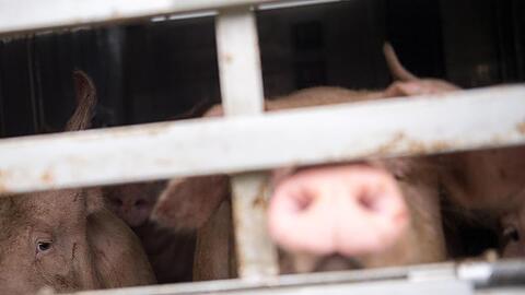 "Tierschutz endet nicht an der Landesgrenze", betont Bayerns Umweltminister Glauber.
