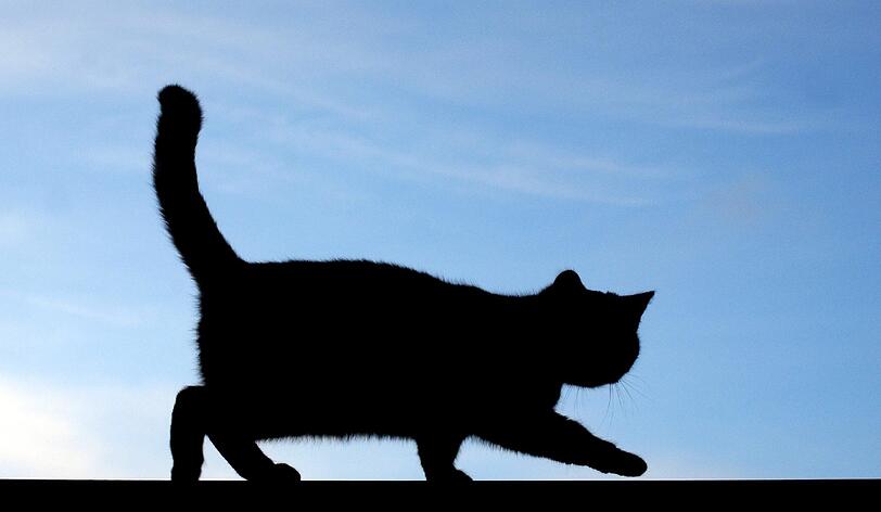 Ein 28-Jähriger misshandelte eine Katze.