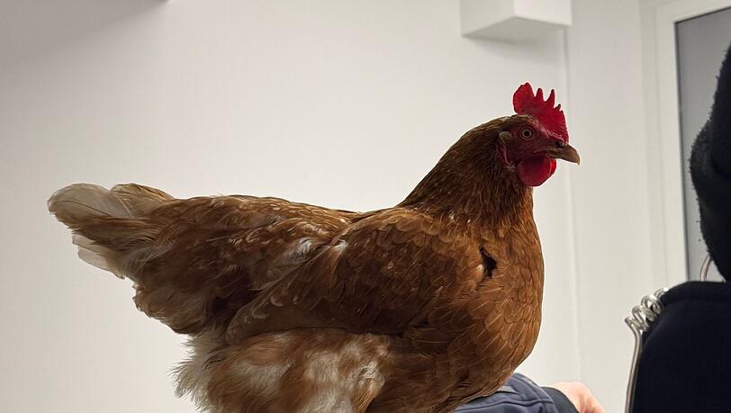 Nach ihrem Ausflug hat Henrietta eine Nacht bei der Bundespolizei verbracht.