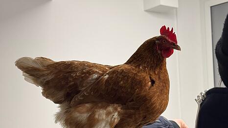 Nach ihrem Ausflug hat Henrietta eine Nacht bei der Bundespolizei verbracht.