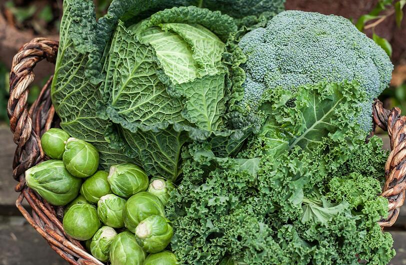 Die Studie analysierte die Nährstoffdichte verschiedener Gemüse- und Obstsorten, gemessen an der Menge an Nährstoffen pro 100 Kalorien. Nach Brunnenkresse auf dem Spitzenplatz zeigen sich Chinakohl, Mangold, Rote Beete, Spinat, Chicorée, Gartensalat, Petersilie, Römersalat und Blattkohl sowie weitere grüne Gemüsesorten als ebenso so gesund. Das erste Obst, die Zitrone, landete erst auf Platz 28. Die Studie analysierte die Nährstoffdichte verschiedener Gemüse- und Obstsorten, gemessen an der Menge an Nährstoffen pro 100 Kalorien. Nach Brunnenkresse auf dem Spitzenplatz zeigen sich Chinakohl, Mangold, Rote Beete, Spinat, Chicorée, Gartensalat, Petersilie, Römersalat und Blattkohl sowie weitere grüne Gemüsesorten als ebenso so gesund. Das erste Obst, die Zitrone, landete erst auf Platz 28.