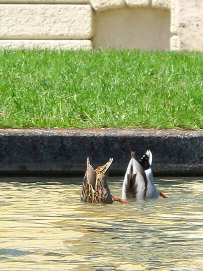 Köpfchen in das Wasser...