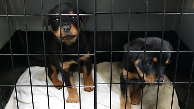 Das Foto zeigt zwei Rottweiler-Welpen aus einem illegalen Tiertransport im Tierheim Nürnberg.