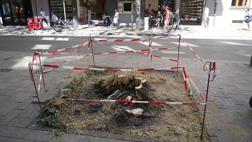 Nur noch diese Reste der 20 Meter hohen Robinie sind am Tag nach dem Baumsturz zu sehen.