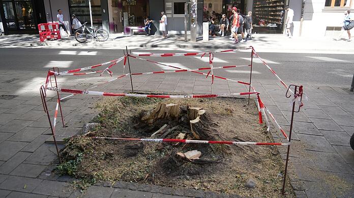 Nur noch diese Reste der 20 Meter hohen Robinie sind am Tag nach dem Baumsturz zu sehen.