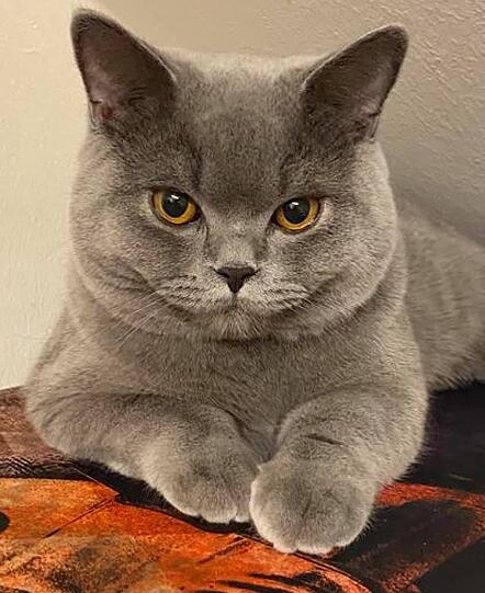 Sammy