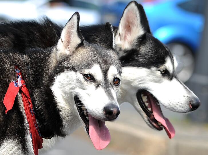 Wurden sie vergiftet? In der bayerischen Rhön sind in den vergangenen Tagen 14 Schlittenhunde aus unbekanntem Grund gestorben. (Symbolbild)