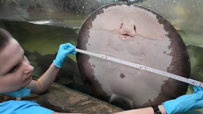 Auch die 2.500 Tiere aus mehr als 160 Arten im Sea Life Hannover wurden am Donnerstag erfasst.