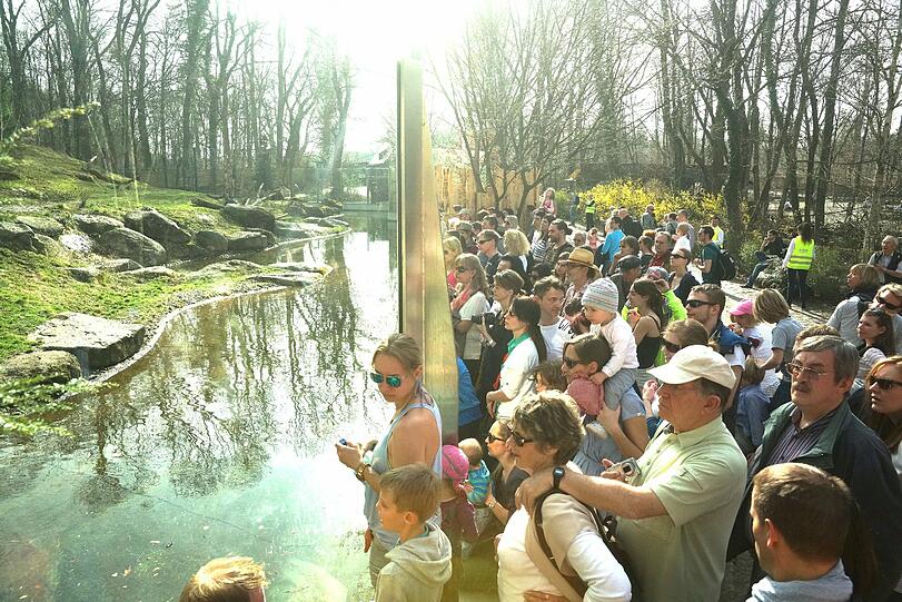Enormer Andrang im Tierpark. Alle wollen die niedlichen Eisbärenbabys live erleben.