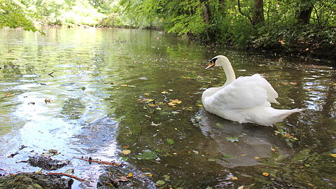 Station 4: Wer sich ruhig ans Wasser kniet, kann auch ganz in Ruhe Schwäne beobachten.