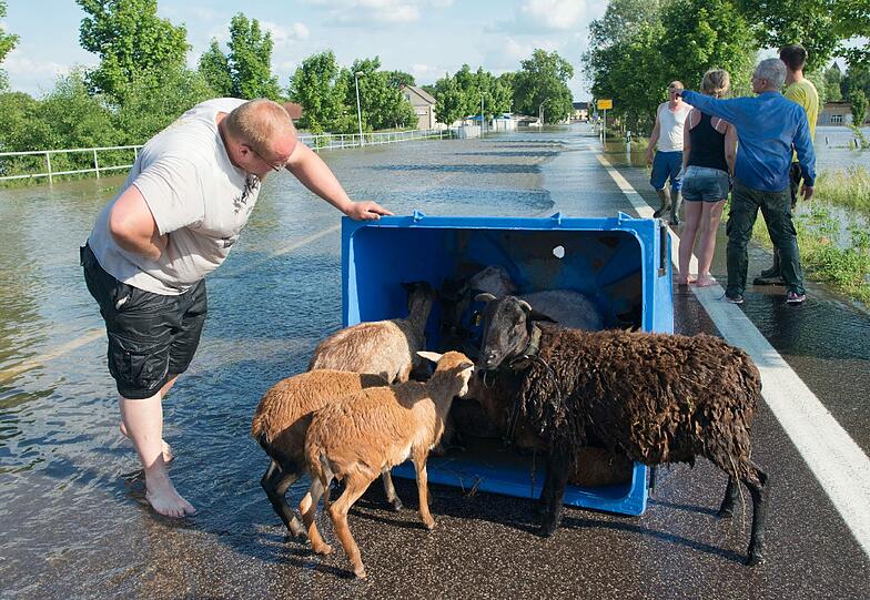 Nach einem Deichbruch an der Elbe bei Fischbeck (Sachsen-Anhalt) haben am 10.06.2013 Leute ein paar Schafe, die im Hochwasser im Dorf Schönhausen eingeschlossen waren, in einem Papiercontainer in Sicherheit gebracht.