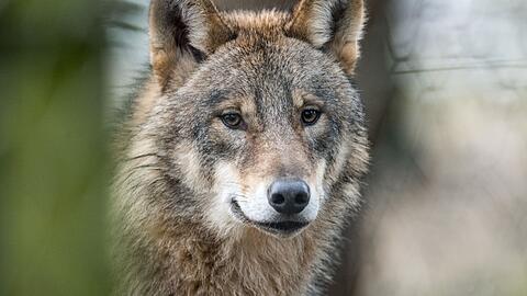Ein Wolf steht in einem Gehege. (Symbolbild)
