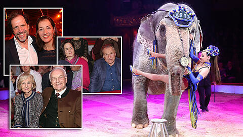 Wepper, Stoiber & Co. sahen die erste Show unter der Leitung von Jana Lacey-Krone, die mit ihren Elefanten- und Pferdenummern natürlich auch selbst Teil der Show war. Die Bilder von der Premiere im Circus Krone zum Durchklicken.